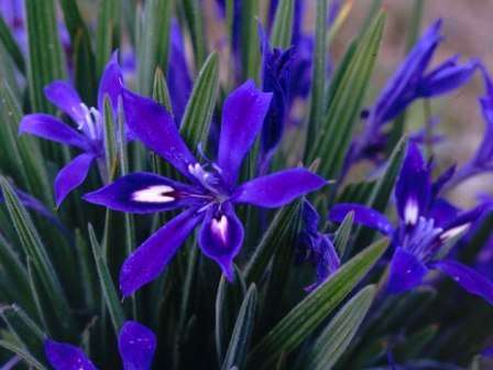 Babiana framesii Seeds (Bulbous plant) - Sow Autumn