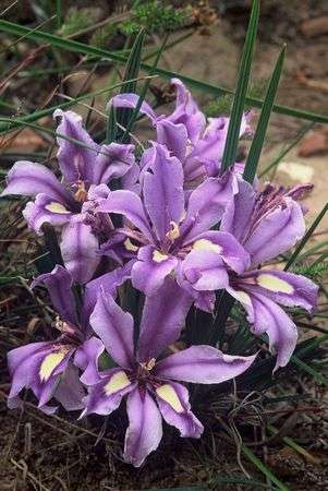 Babiana sambucina Seeds - Sow Autumn - Indigenous Bulbs Seeds