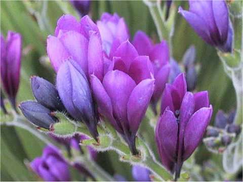 10 Babiana stricta Seeds - Sow Autumn - Indigenous Bulbs Seeds