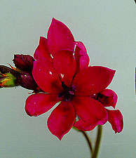 Babiana villosa Seeds (Bulbous plant) - Sow Autumn - Indigenous Bulbs Seeds