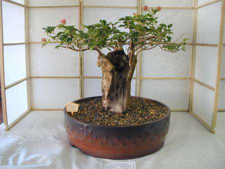 African Baobab (Adansonia digitata) Bonsai Tree Seeds - Indigenous Succulents