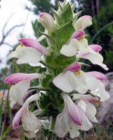 Bartsia trixago Seeds