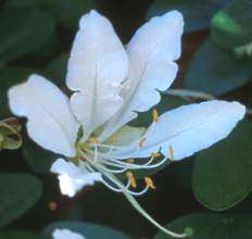 10 Bauhinia bowkeri Seeds - Kei White Bauhinia, Bowker's Bauhinia, Keibeesklou - Indigenous