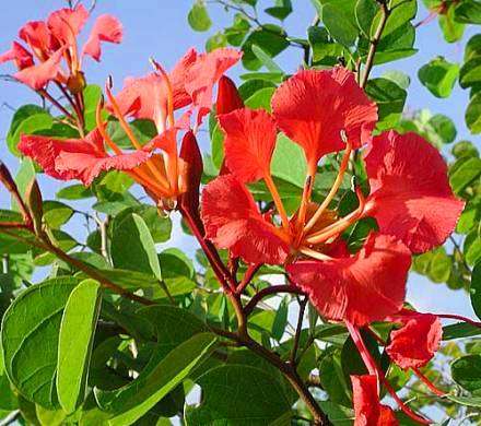 20 Bauhinia galpinii (Pride of De Kaap) Tree Seeds - Indigenous