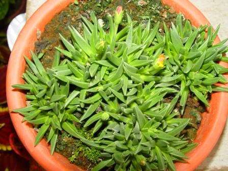 Bergeranthus multiceps Seeds