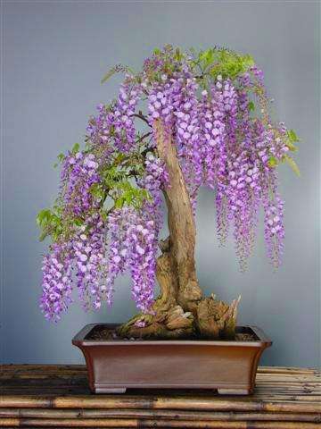Tree Wisteria Bonsai Seeds (Bolusanthus speciosus)