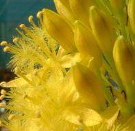 Rooiwortel (Bulbine latifolia) Seeds - Succulents