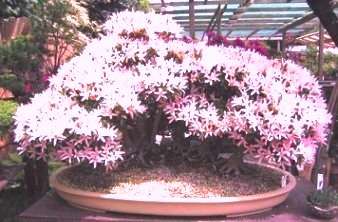 Calodendrum capense Bonsai Tree Seeds
