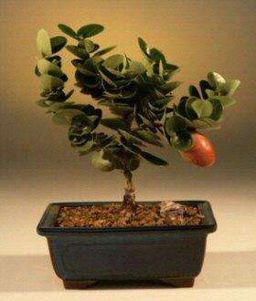 20 Carissa macrocarpa (Big num-num) Bonsai Tree Seeds - Indigenous Fruit
