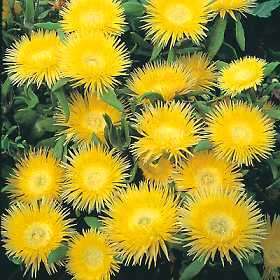 Carpanthea pomeridiana - Golden Carpet Seeds - Indigenous Succulents