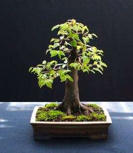 Carpinus betulus - European hornbeam Bonsai Tree Seeds