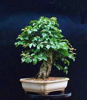 Carpinus turczaninowii Bonsai Tree Seeds