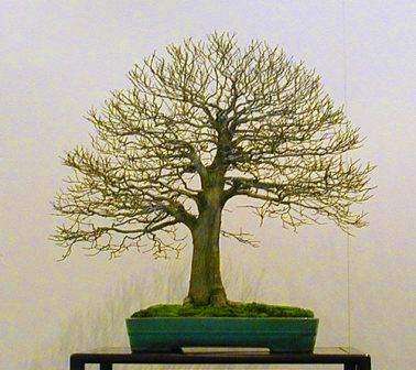 Witstinkhout Bonsai Sade - Tree