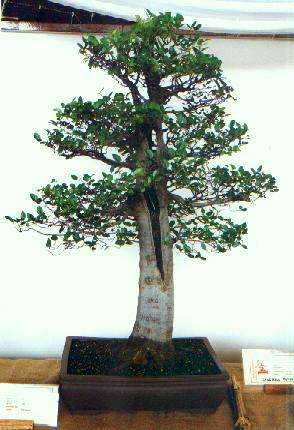 Witstinkhout Bonsai Sade - White Stinkwood Tree Seeds - Indigenous