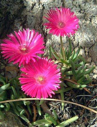 Red Spike Iceplant - Cephalophyllum alstonii Seeds - Indigenous Succulents