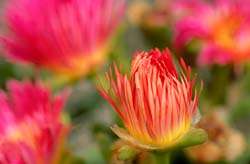 Cephalophyllum spongiosum Seeds - Indigenous Succulents