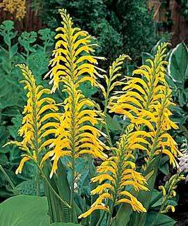 20 Chasmanthe floribunda var. duckittii Seeds - Yellow Cobra Lily - Sow Autumn