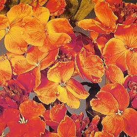English Wallflower Seeds - Cheiranthus cheiri