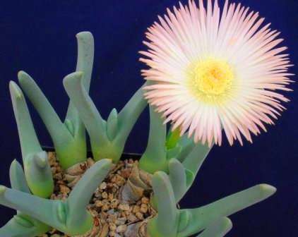 Cheiridopsis candidissima Seeds - Indigenous Succulents