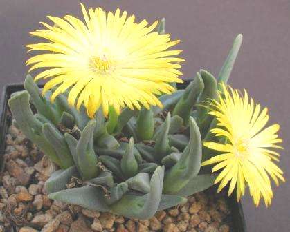 20 Cheiridopsis cigarettifera / namaquensis Seeds - Indigenous Succulents