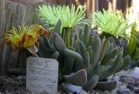 Cheiridopsis cigarettifera / namaquensis Seeds - Succulents