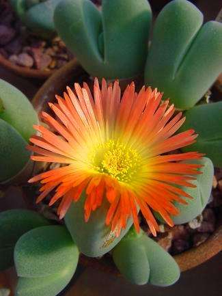 Cheiridopsis pillansii Seeds