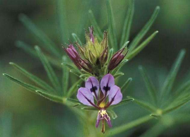 Cleome hirta Seeds - Indigenous Annual