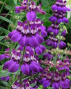 Chinese Pagodas  - Collinsia heterophylla Seeds - Annual