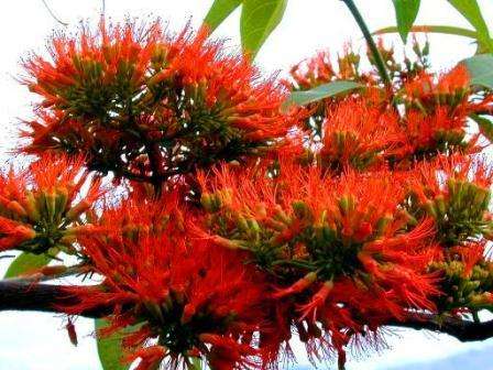 Flame Creeper - Combretum microphyllum Seeds