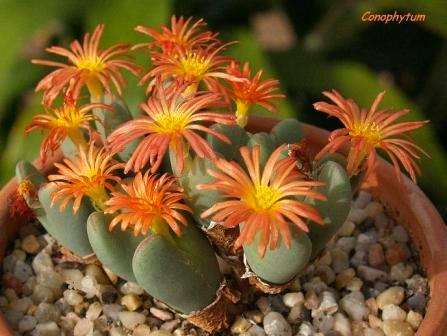 Conophytum bilobum - Horned Buttons Seeds - Indigenous South African Succulents