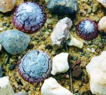 10 Conophytum burgeri Seeds - Indigenous Succulents