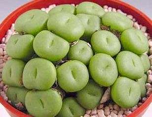 20 Conophytum pearsonii Seeds - Indigenous Succulents