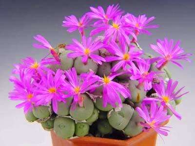 Conophytum pearsonii Seeds - Indigenous Succulents