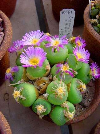 Conophytum pillansii Seeds - Indigenous Succulents