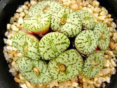 10 Conophytum uviforme Seeds - Mesemb - Succulents that are Indigenous to South Africa