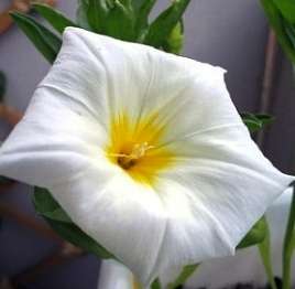 Morning Glory 'White Ensign' Convolvulus tricolor Seeds - Groundcover Creeper Climber