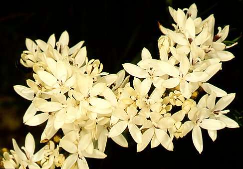 10 Corymbium villosum Seeds - Sow Autumn - Indigenous