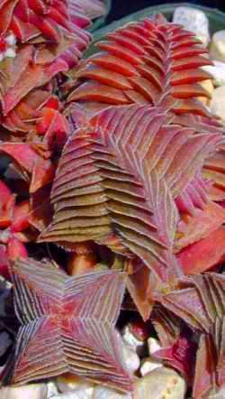 Crassula alpestris ssp alpestris Seeds - Succulents