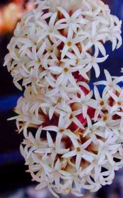 20 Crassula alpestris ssp alpestris Seeds - Indigenous Succulents