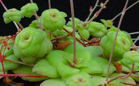 Crassula orbicularis Seeds - Indigenous Succulents