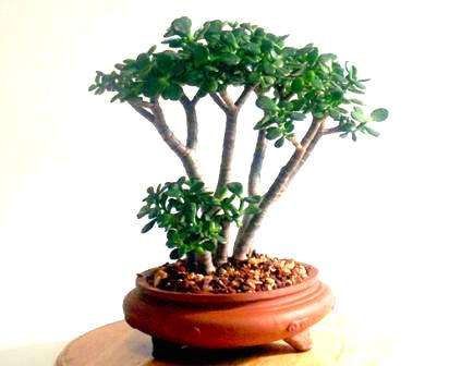 JADE TREE - Crassula ovata Bonsai Seeds - Succulents