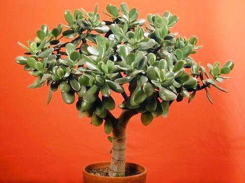 JADE TREE - Crassula ovata Bonsai Seed
