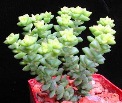 10 Crassula subaphylla Seeds - Indigenous Succulents