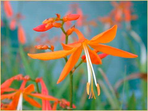 Crocosmia aurea - Falling Stars, Valentine Flower Seeds - Indigenous Bulbs Seeds