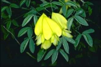 Crotalaria laburnifolia Seeds