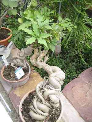 Cussonia spicata Bonsai Tree Seeds - Indigenous
