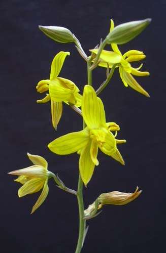 10 Cyanella lutea Seeds - Sow Autumn - Indigenous Bulbs Seeds