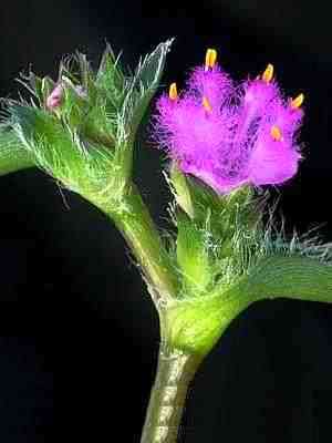 10 Cyanotis speciosa Seeds - South African Indigenous Perennial Flower Seeds from Africa