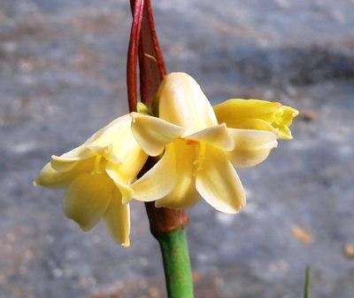 Yellow fire lily - Cyrtanthus breviflorus Seeds - Bulb Seeds