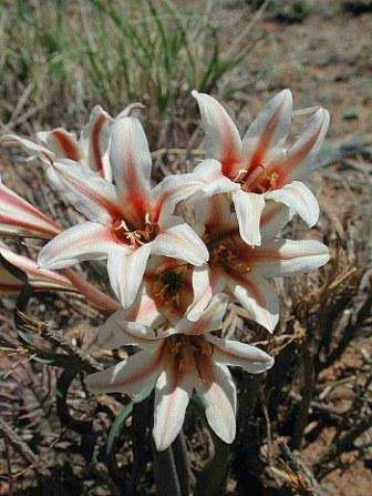 Cyrtanthus smithiae Seeds